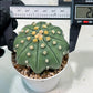 Custom Order- We’ll send you the exact live plant pictured (T10) (b4) | Las Vegas PLANT SELLER| 3" Pot