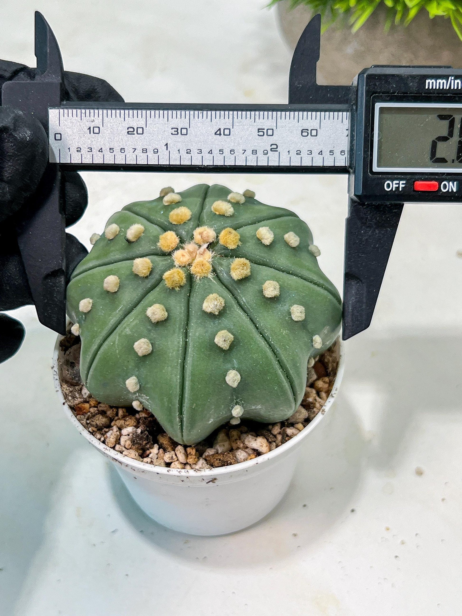 Custom Order- We’ll send you the exact live plant pictured (T10) (b4) | Las Vegas PLANT SELLER| 3" Pot