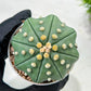 Custom Order- We’ll send you the exact live plant pictured (T10) (b4) | Las Vegas PLANT SELLER| 3" Pot
