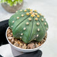 Custom Order- We’ll send you the exact live plant pictured (T10) (b4) | Las Vegas PLANT SELLER| 3" Pot