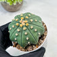 Custom Order- We’ll send you the exact live plant pictured (T10) (b4) | Las Vegas PLANT SELLER| 3" Pot