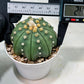 Custom Order- We’ll send you the exact live plant pictured (T10) (b5) | Las Vegas Plant Shp | 3" Pot