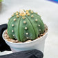 Custom Order- We’ll send you the exact live plant pictured (T10) (b5) | Las Vegas Plant Shp | 3" Pot