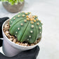 Custom Order- We’ll send you the exact live plant pictured (T10) (b5) | Las Vegas Plant Shp | 3" Pot