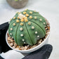 Custom Order- We’ll send you the exact live plant pictured (T10) (b5) | Las Vegas Plant Shp | 3" Pot