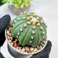 Custom Order- We’ll send you the exact live plant pictured (T10) (b5) | Las Vegas Plant Shp | 3" Pot