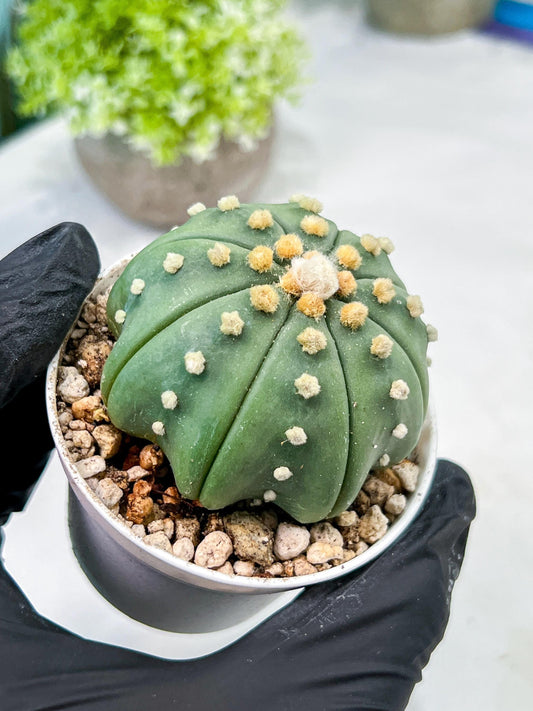 Custom Order- We’ll send you the exact live plant pictured (T10) (b5) | Las Vegas Plant Shp | 3" Pot
