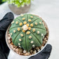 Custom Order- We’ll send you the exact live plant pictured (T10) (b5) | Las Vegas Plant Shp | 3" Pot