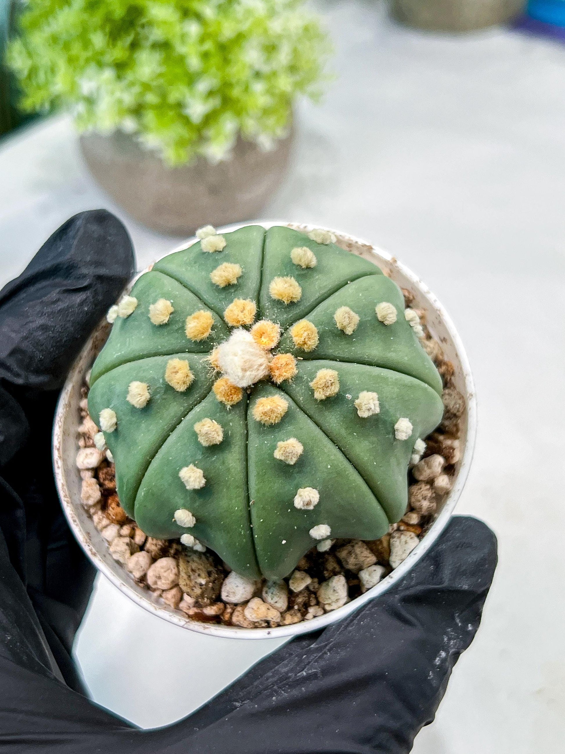 Custom Order- We’ll send you the exact live plant pictured (T10) (b5) | Las Vegas Plant Shp | 3" Pot