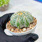 Custom Order- We’ll send you the exact live plant pictured (T10) (b6) | American Plant Seller | 3" Pot