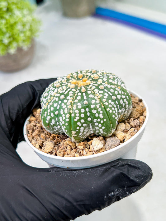 Custom Order- We’ll send you the exact live plant pictured (T10) (b6) | American Plant Seller | 3" Pot