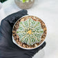 Custom Order- We’ll send you the exact live plant pictured (T10) (b6) | American Plant Seller | 3" Pot