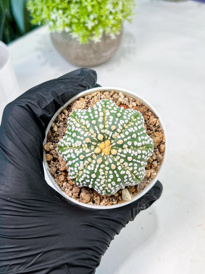 Custom Order- We’ll send you the exact live plant pictured (T10) (b6) | American Plant Seller | 3" Pot