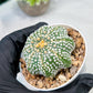 Custom Order- We’ll send you the exact live plant pictured (T10) (b6) | American Plant Seller | 3" Pot