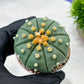 Custom Order- We’ll send you the exact live plant pictured (T10) (b7) | American Plant Seller | 3" Pot