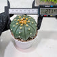 Custom Order- We’ll send you the exact live plant pictured (T10) (b7) | American Plant Seller | 3" Pot