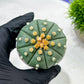 Custom Order- We’ll send you the exact live plant pictured (T10) (b7) | American Plant Seller | 3" Pot