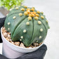 Custom Order- We’ll send you the exact live plant pictured (T10) (b7) | American Plant Seller | 3" Pot