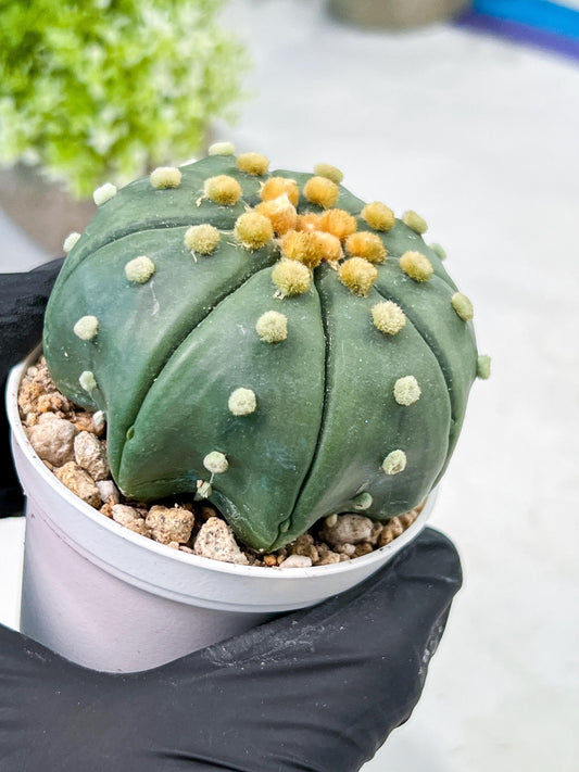 Custom Order- We’ll send you the exact live plant pictured (T10) (b7) | American Plant Seller | 3" Pot