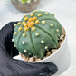 Custom Order- We’ll send you the exact live plant pictured (T10) (b7) | American Plant Seller | 3" Pot