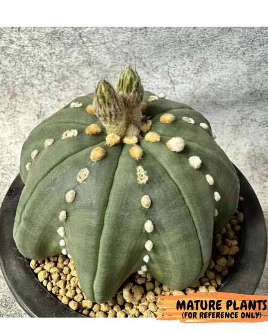 Custom Order- We’ll send you the exact live plant pictured (T10) (b4) | Las Vegas PLANT SELLER| 3" Pot