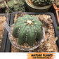 Custom Order- We’ll send you the exact live plant pictured (T10) (b4) | Las Vegas PLANT SELLER| 3" Pot