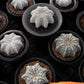 Custom Order- We’ll send you the exact live plant pictured (T10) (b6) | American Plant Seller | 3" Pot