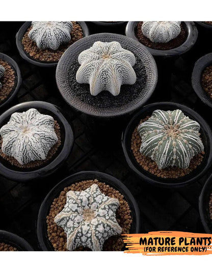 Custom Order- We’ll send you the exact live plant pictured (T10) (b6) | American Plant Seller | 3" Pot