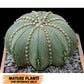 Custom Order- We’ll send you the exact live plant pictured (T10) (b6) | American Plant Seller | 3" Pot