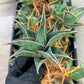 Sansevieria Pinguicula | Walking Sansevieria | Pingu
