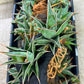 Sansevieria Pinguicula | Walking Sansevieria | Pingu