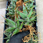 Sansevieria Pinguicula | Walking Sansevieria | Pingu