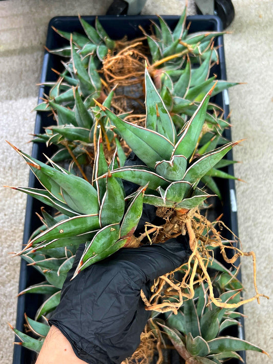Sansevieria Pinguicula | Walking Sansevieria | Pingu