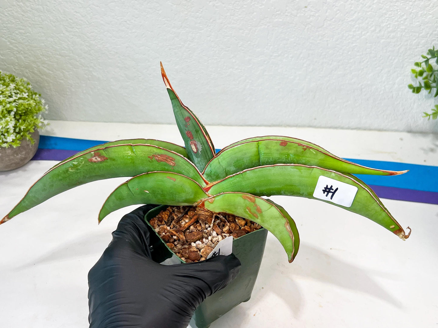Sansevieria Banana (#1) | Scar From Shipping
