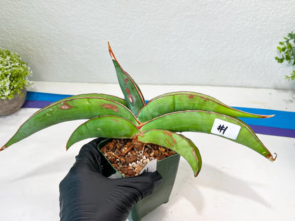 Sansevieria Banana (#1) | Scar From Shipping