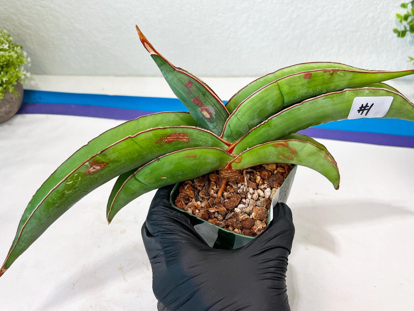 Sansevieria Banana (#1) | Scar From Shipping