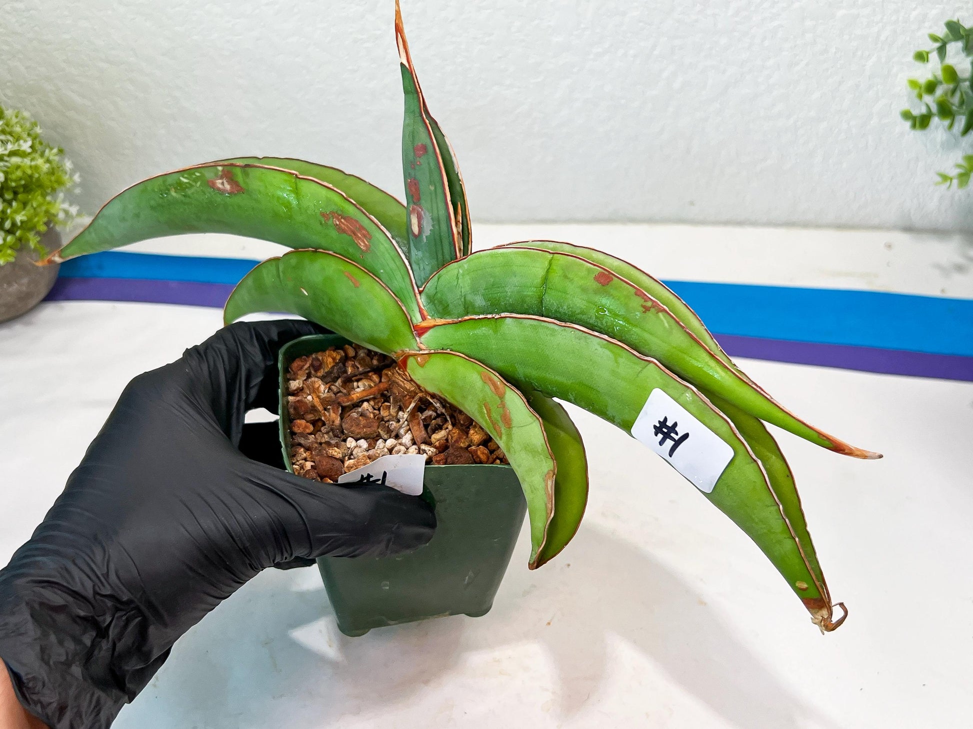 Sansevieria Banana (#1) | Scar From Shipping