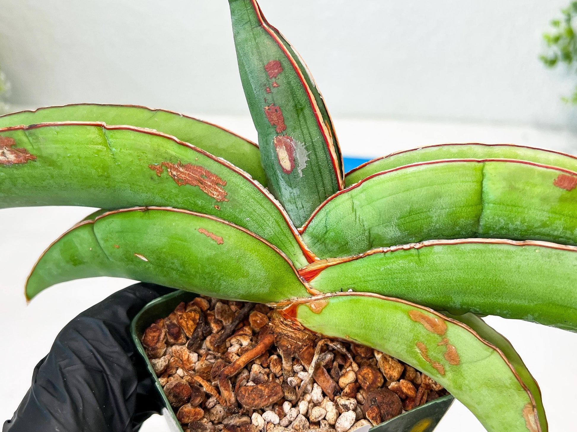 Sansevieria Banana (#1) | Scar From Shipping