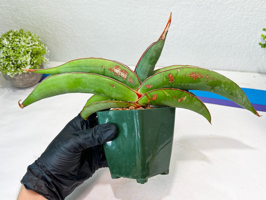 Sansevieria Banana (#1) | Scar From Shipping