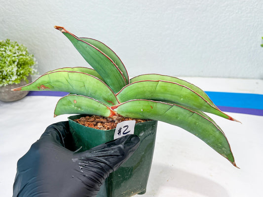 Sansevieria Banana (#1~2) | Bird Nest Plants | Rare Imported Plants