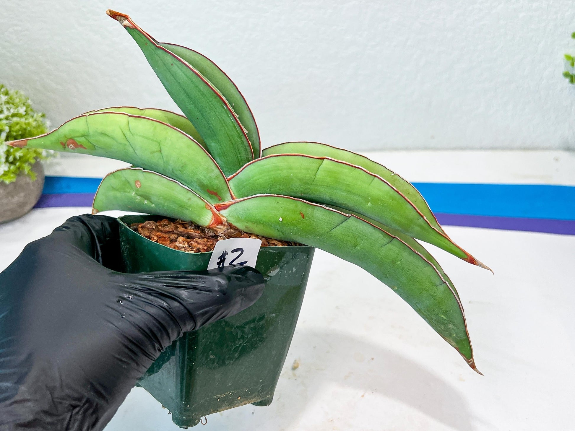 Sansevieria Banana (#1~2) | Bird Nest Plants | Rare Imported Plants