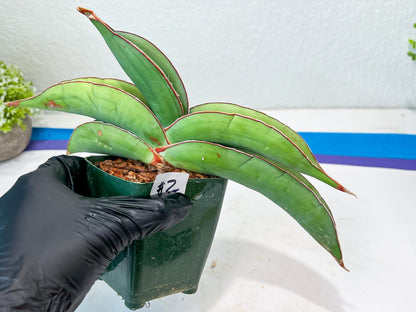 Sansevieria Banana (#1~2) | Bird Nest Plants | Rare Imported Plants