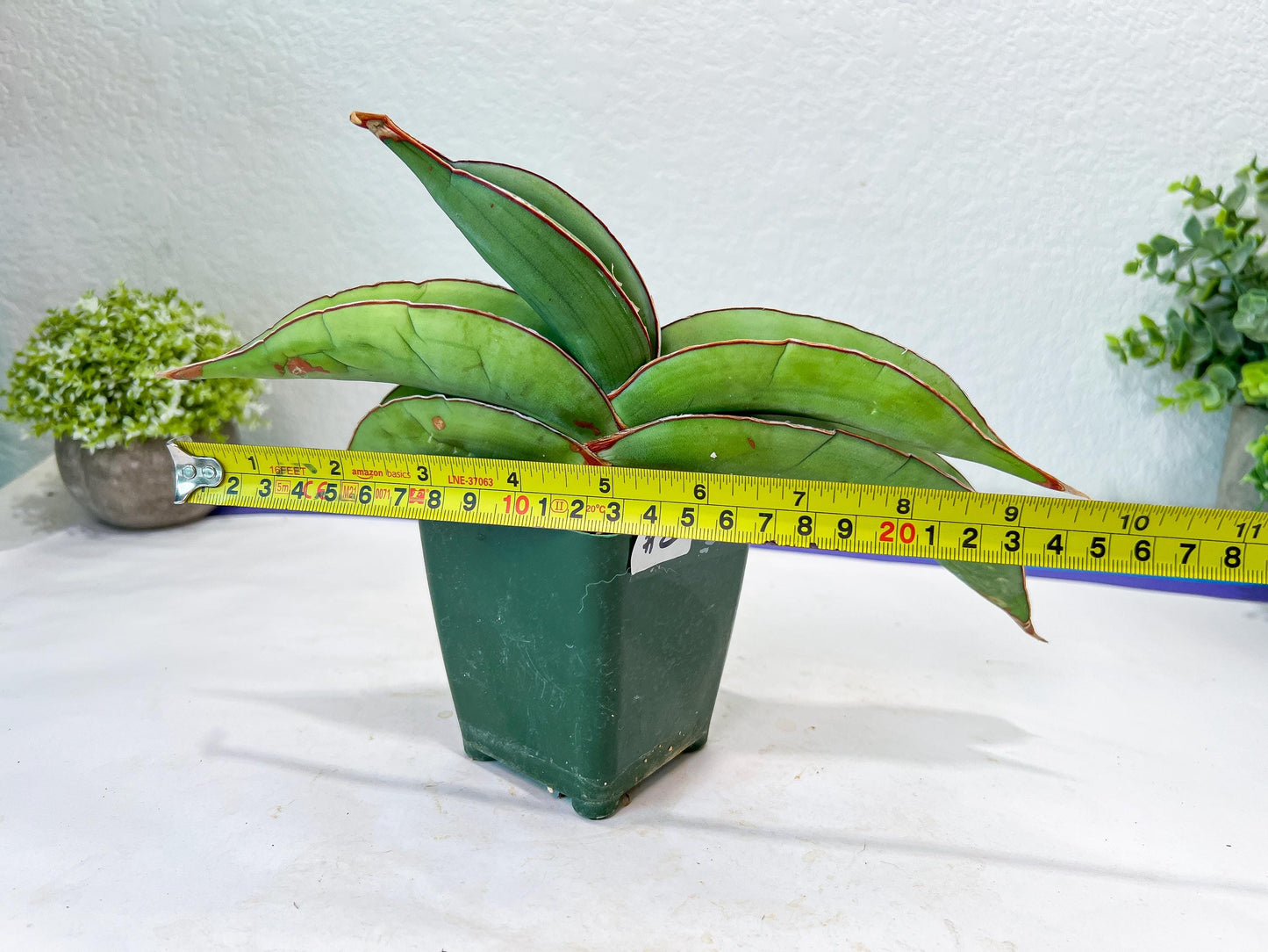 Sansevieria Banana (#1~2) | Bird Nest Plants | Rare Imported Plants