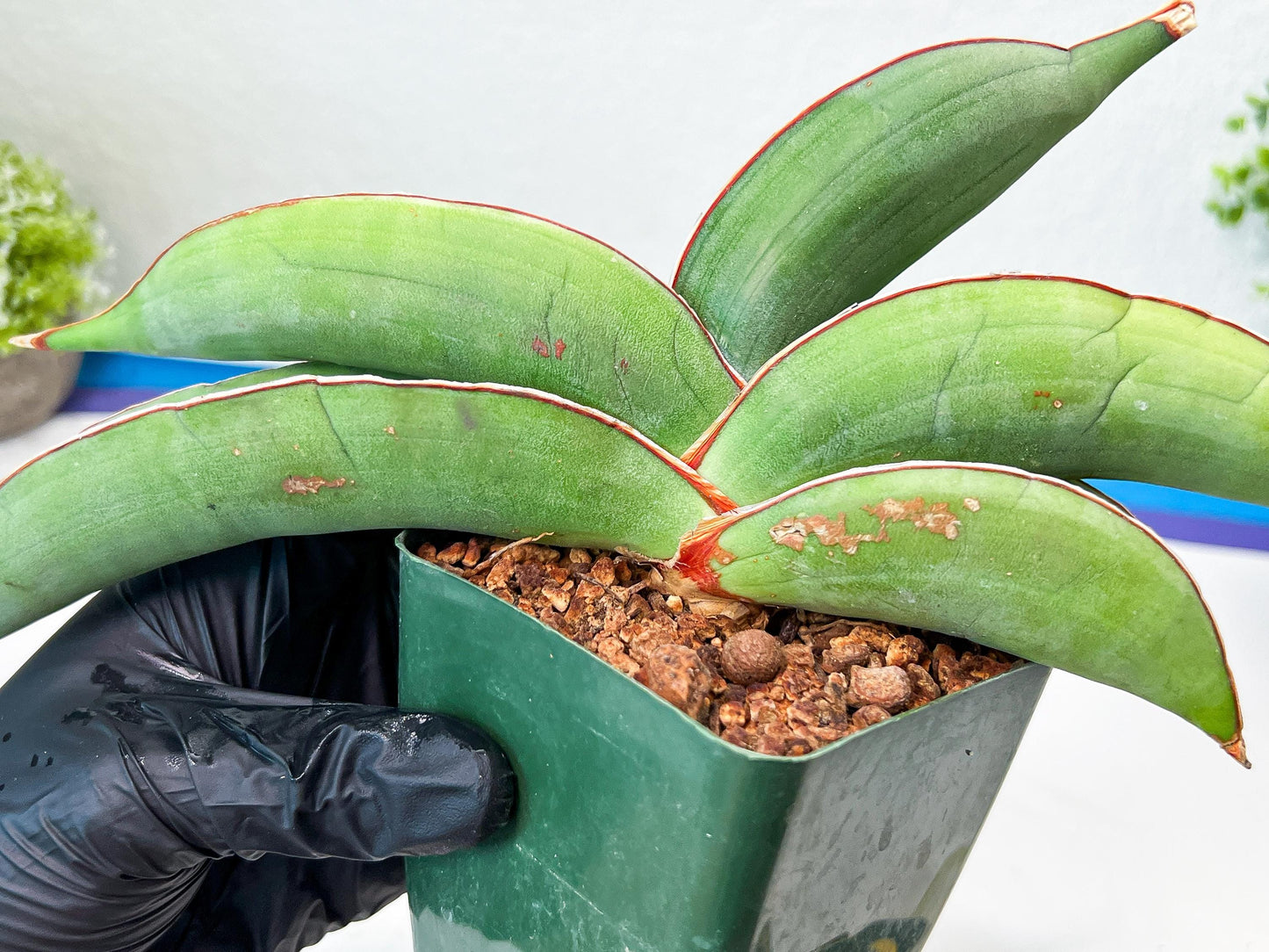 Sansevieria Banana (#1~2) | Bird Nest Plants | Rare Imported Plants
