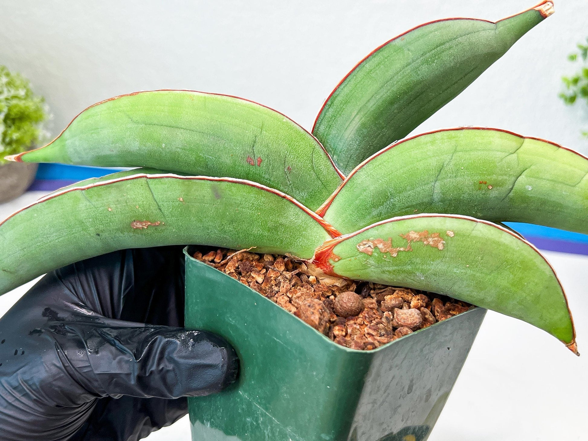 Sansevieria Banana (#1~2) | Bird Nest Plants | Rare Imported Plants