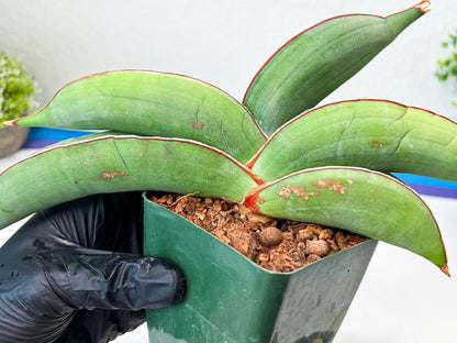Sansevieria Banana (#1~2) | Bird Nest Plants | Rare Imported Plants