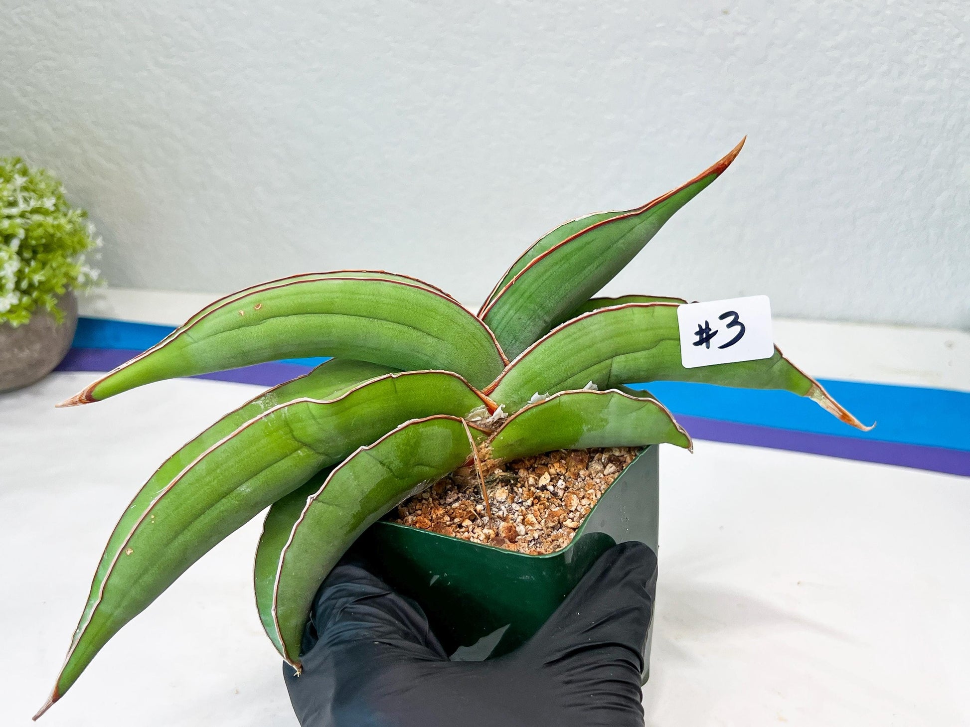 Sansevieria Banana (#3~5) | Bird Nest Plants | Rare Imported Plants