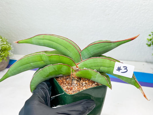 Sansevieria Banana (#3~5) | Bird Nest Plants | Rare Imported Plants