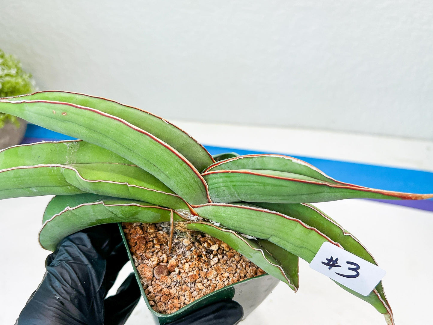 Sansevieria Banana (#3~5) | Bird Nest Plants | Rare Imported Plants