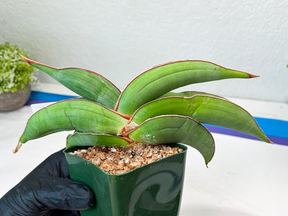Sansevieria Banana (#3~5) | Bird Nest Plants | Rare Imported Plants